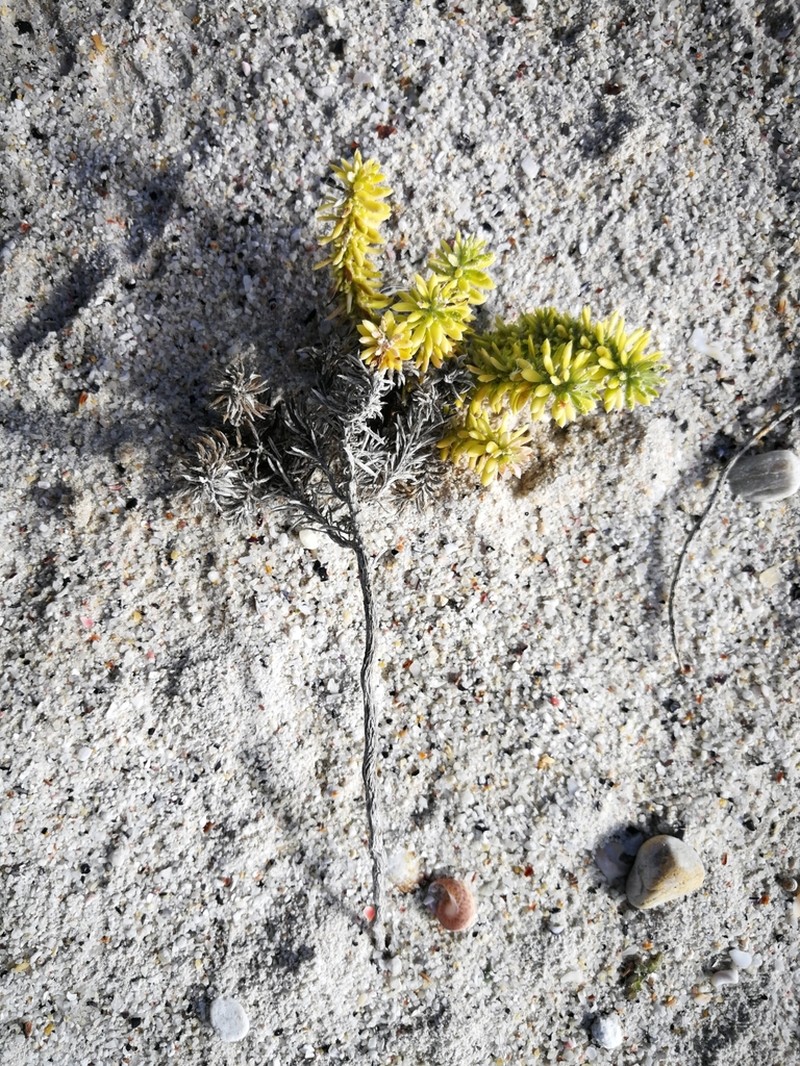 Helichrysum teretifolium photo 3