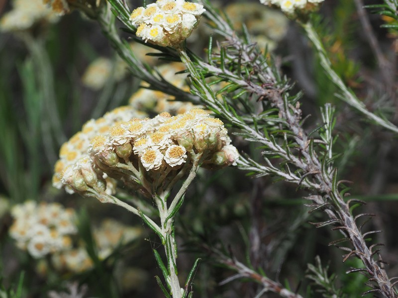 Helichrysum teretifolium photo 4