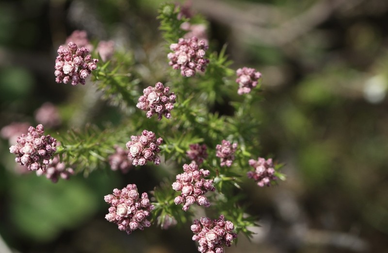 Helichrysum teretifolium photo 5