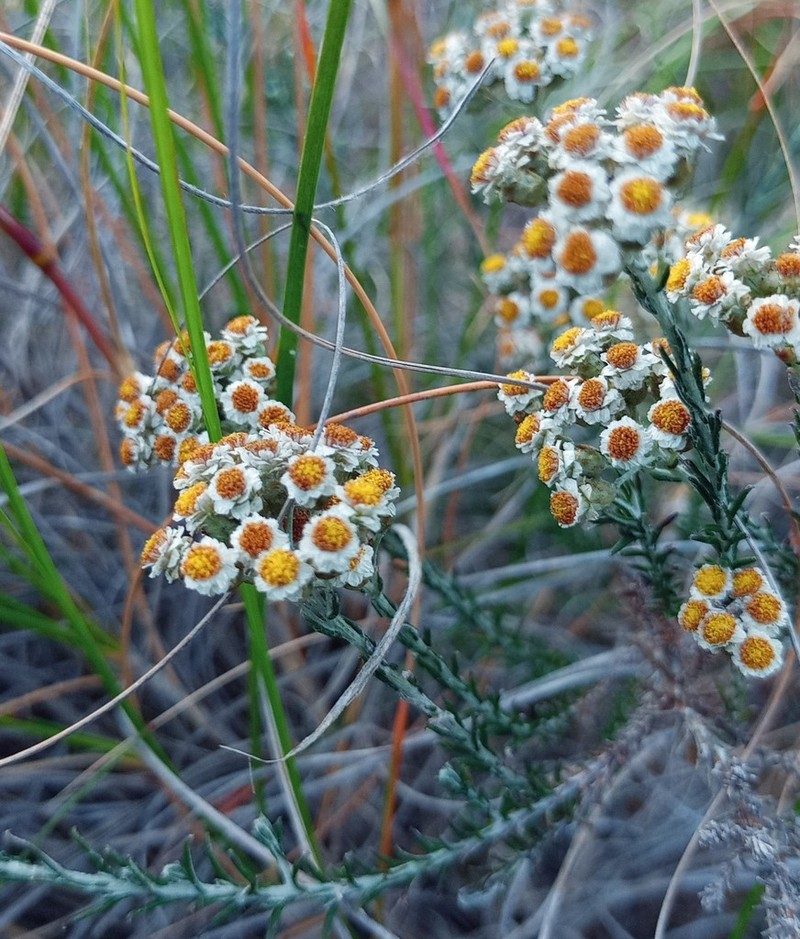 Helichrysum teretifolium photo 6