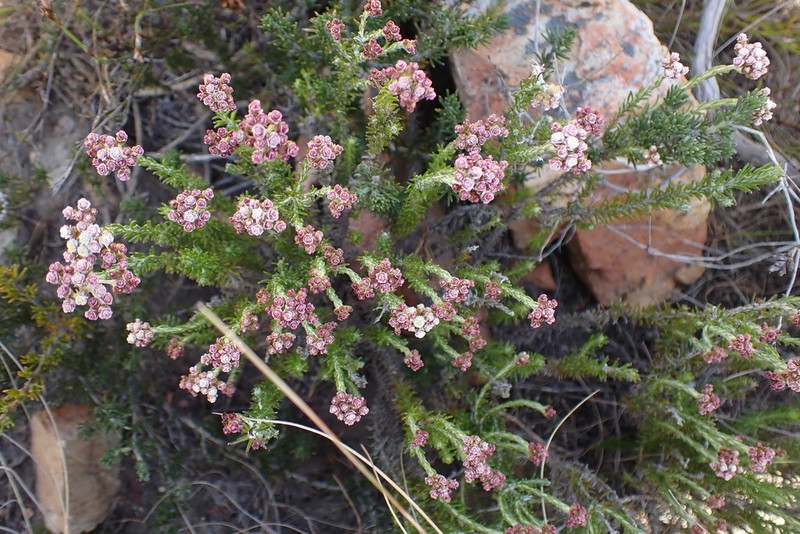 Helichrysum teretifolium photo 7