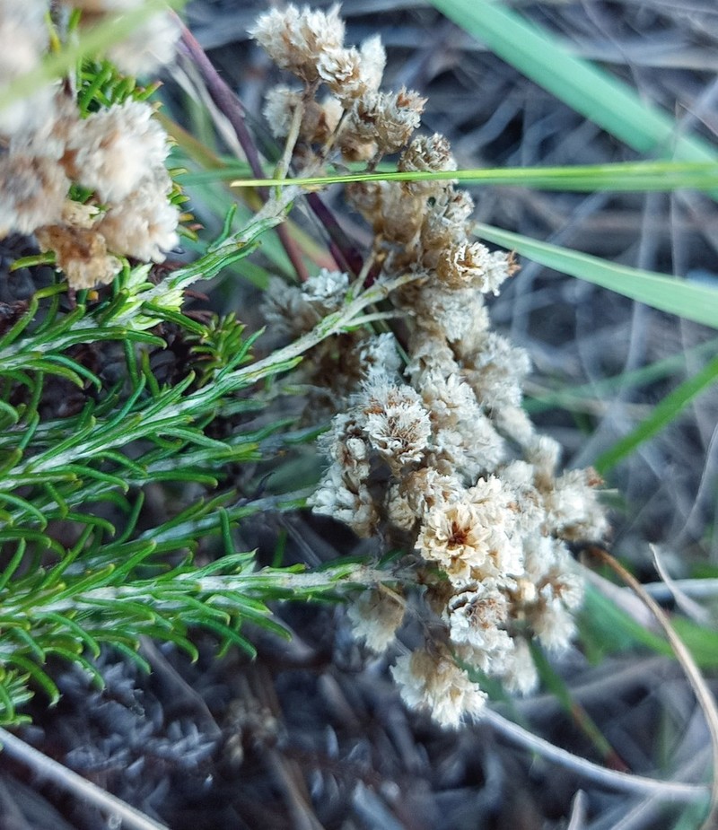Helichrysum teretifolium photo 8