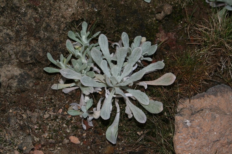 Helichrysum teydeum photo 2