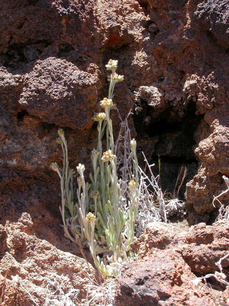 Helichrysum teydeum photo 3