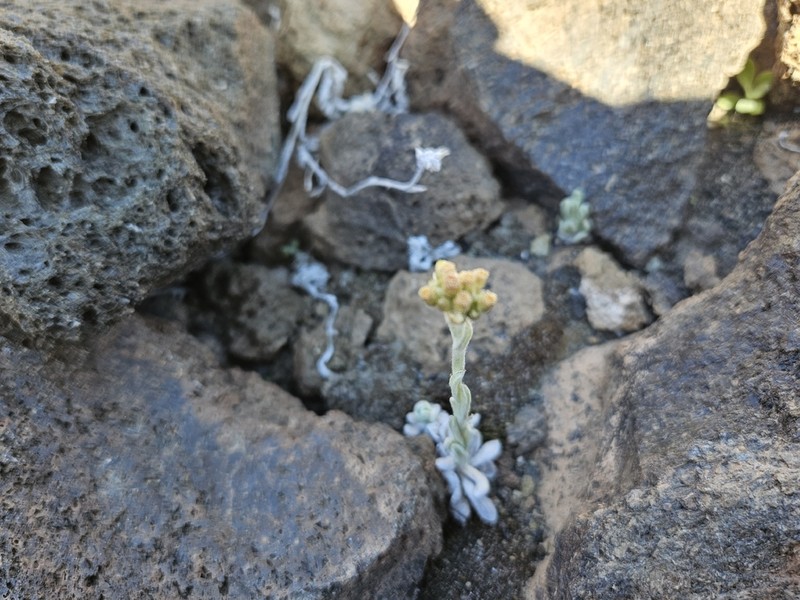 Helichrysum teydeum photo 4