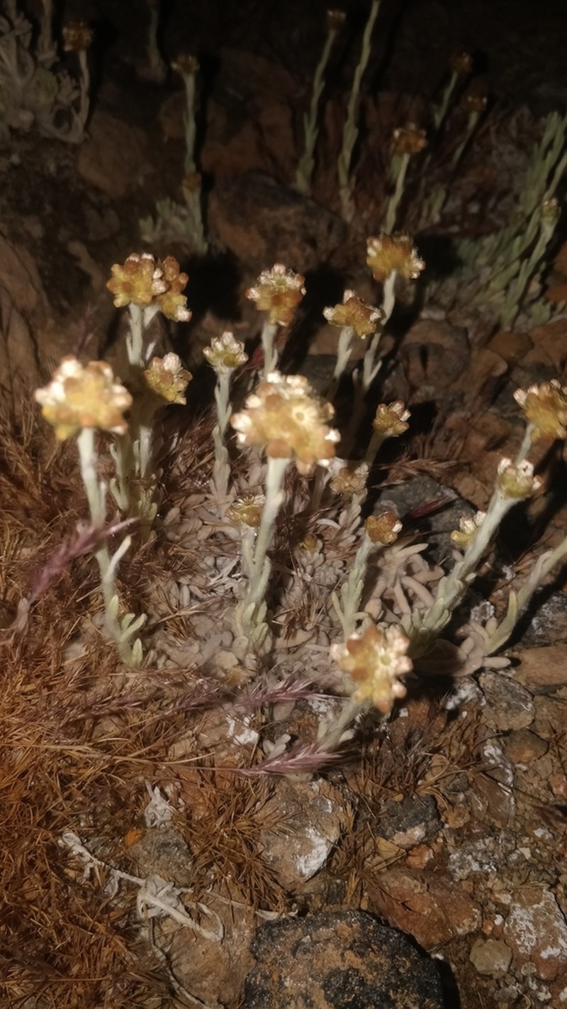 Helichrysum teydeum photo 5
