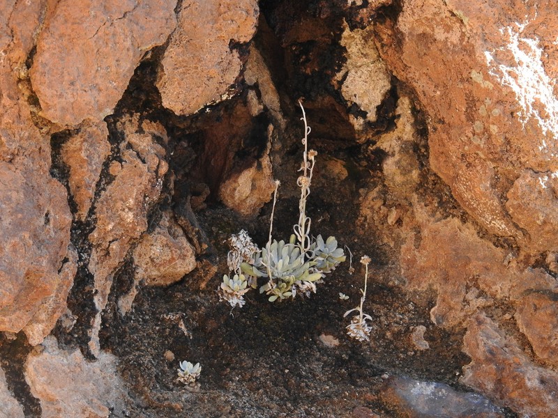 Helichrysum teydeum photo 6