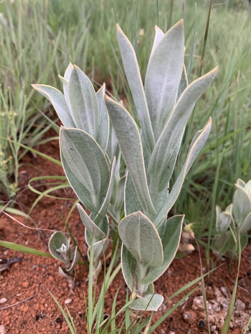 Helichrysum thapsus