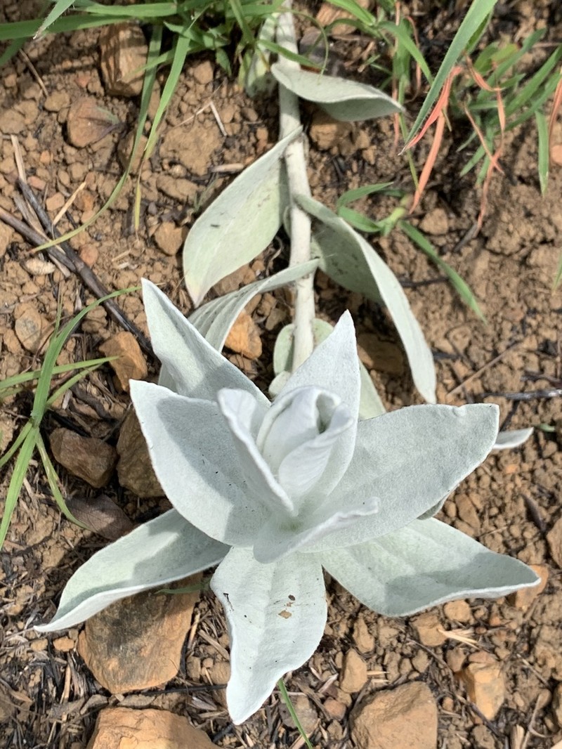 Helichrysum thapsus photo 3