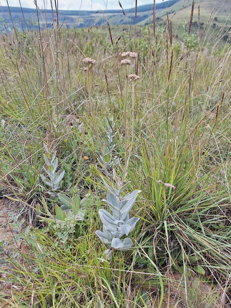 Helichrysum thapsus photo 4