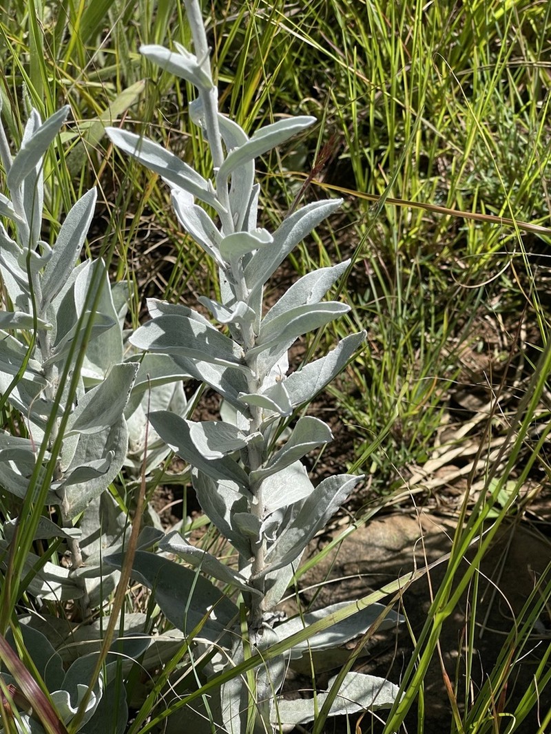 Helichrysum thapsus photo 5