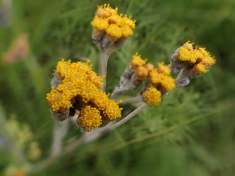 Helichrysum thapsus photo 6
