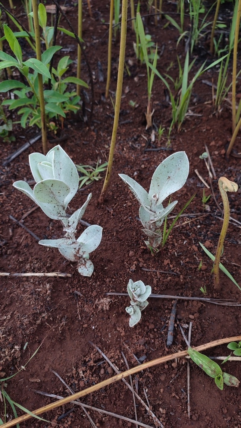 Helichrysum thapsus photo 7