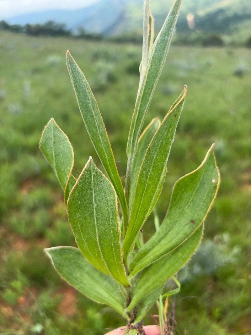 Helichrysum thapsus photo 8