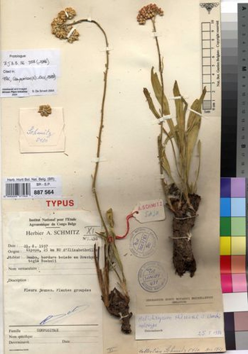 Helichrysum theresae
