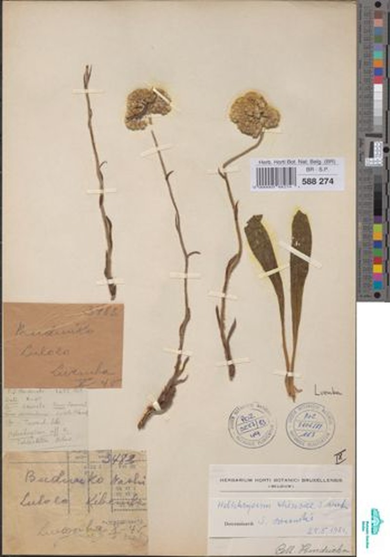 Helichrysum theresae photo 3