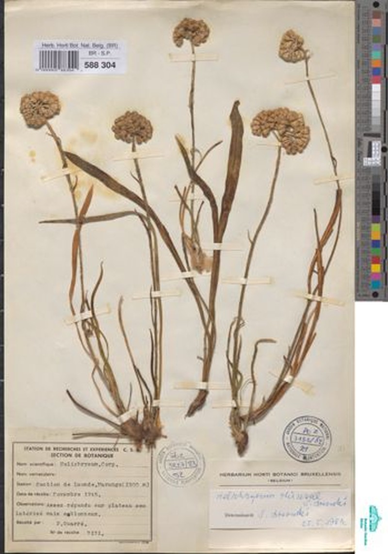 Helichrysum theresae photo 4