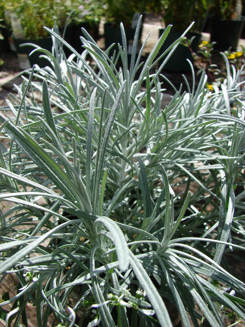 Helichrysum thianschanicum
