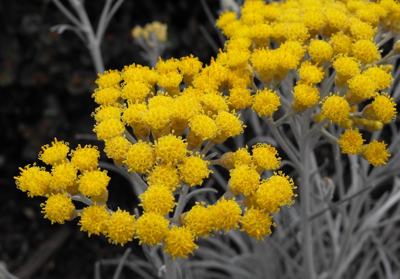 Helichrysum thianschanicum photo 2