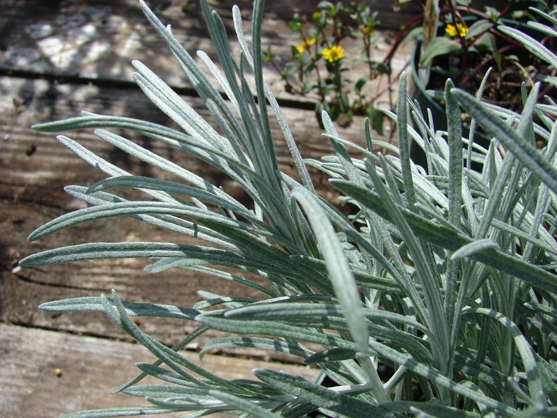Helichrysum thianschanicum photo 3