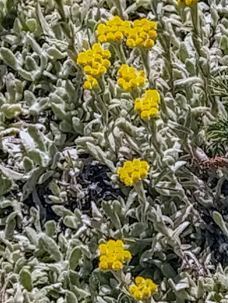 Helichrysum thianschanicum photo 4