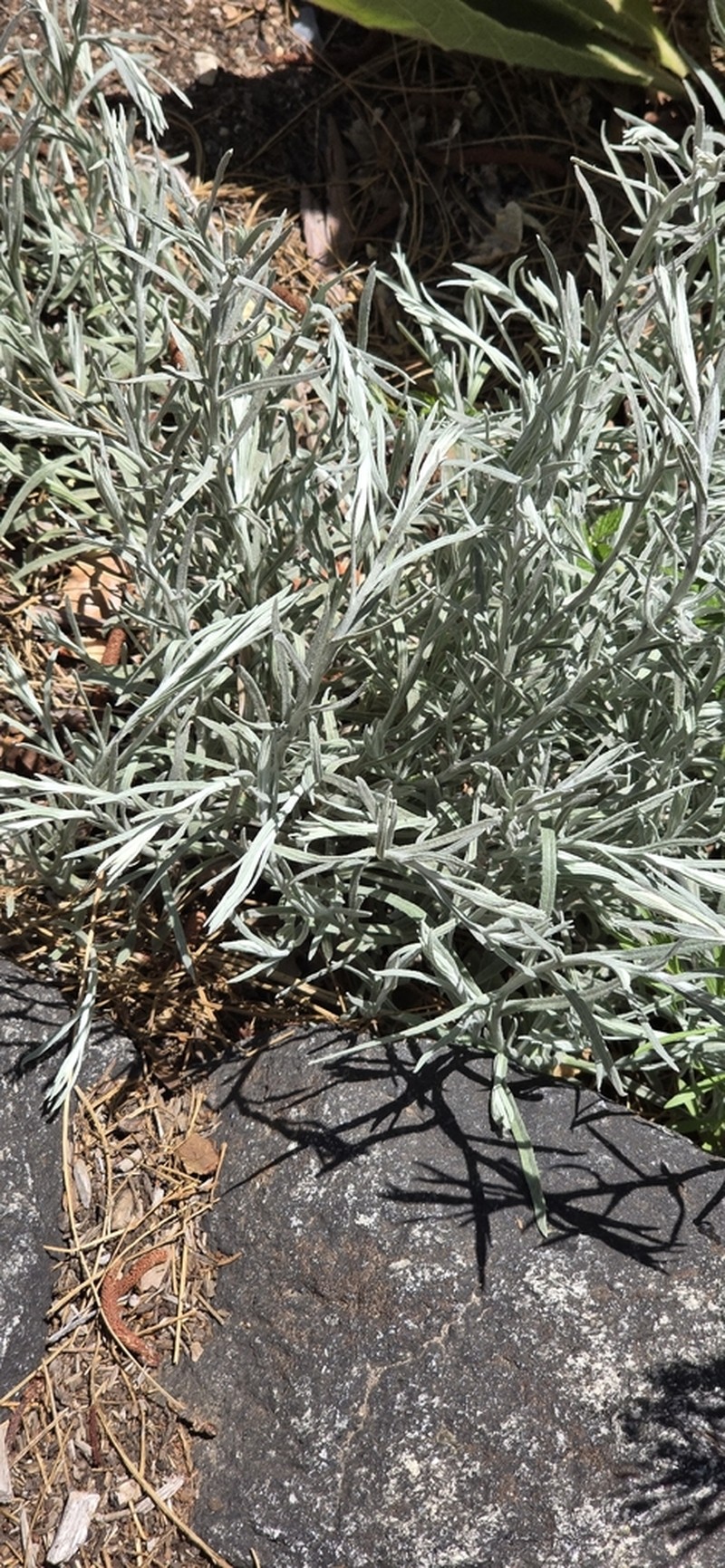 Helichrysum thianschanicum photo 5