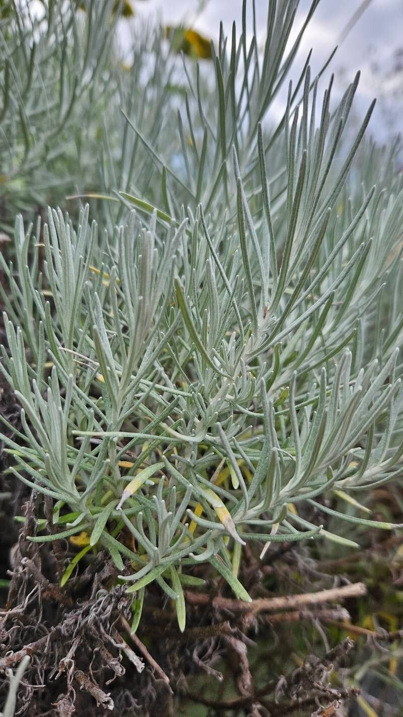 Helichrysum thianschanicum photo 6