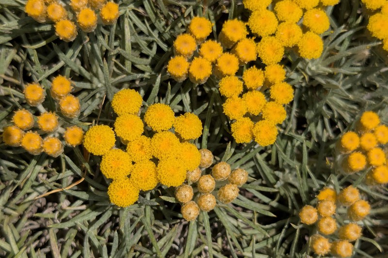 Helichrysum tillandsiifolium photo 2