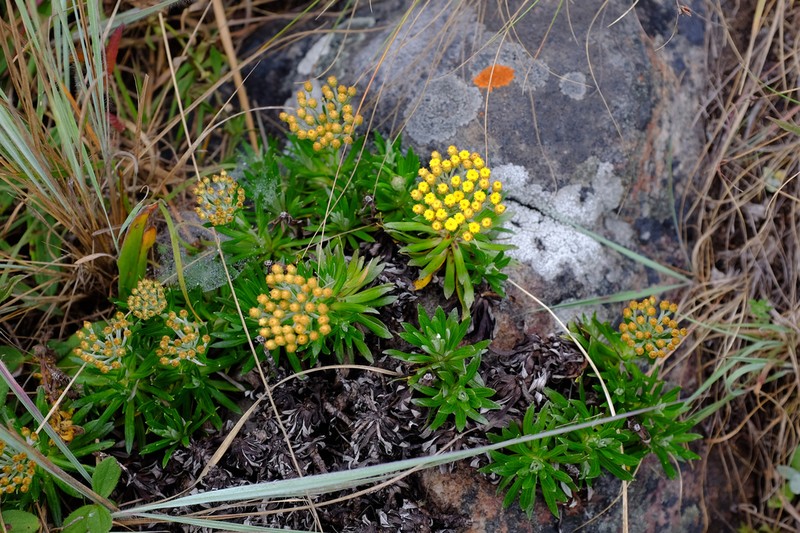 Helichrysum tillandsiifolium photo 3