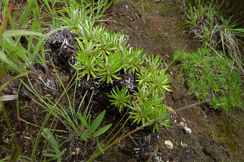 Helichrysum tillandsiifolium photo 4