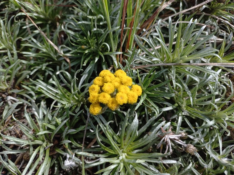 Helichrysum tillandsiifolium photo 5