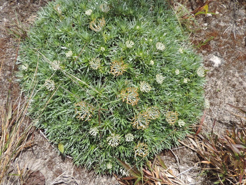 Helichrysum tillandsiifolium photo 6