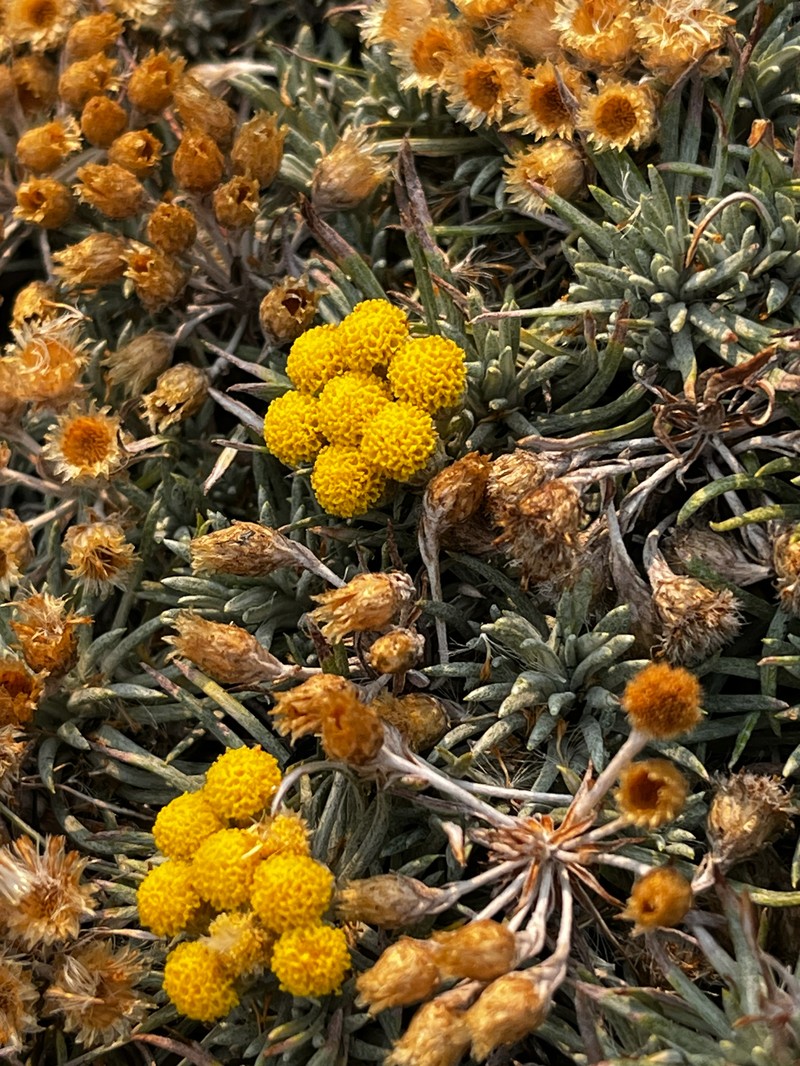 Helichrysum tillandsiifolium photo 8