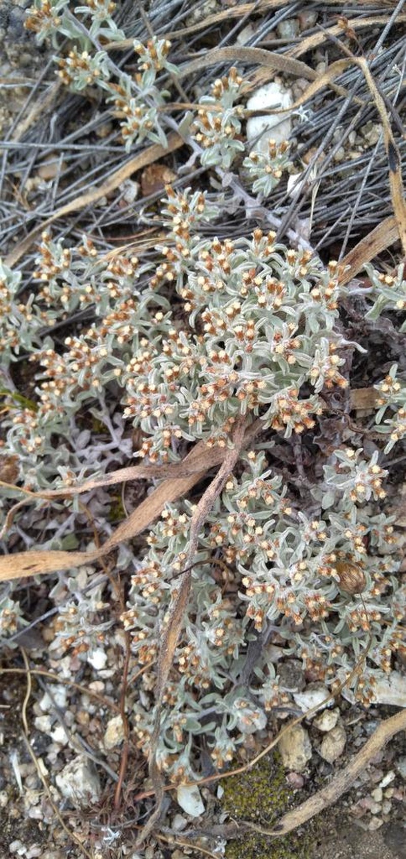 Helichrysum tinctum