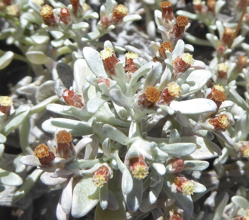 Helichrysum tinctum photo 2