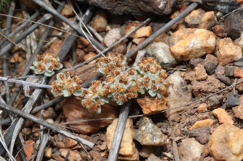 Helichrysum tinctum photo 3