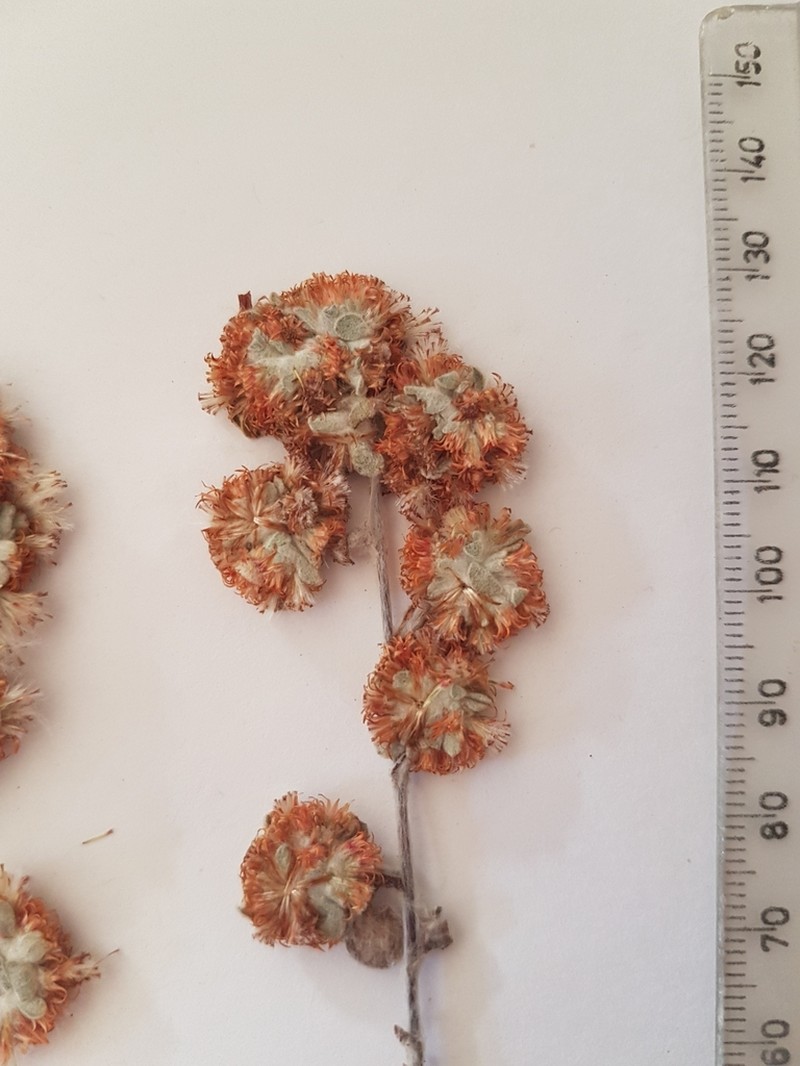 Helichrysum tinctum photo 4