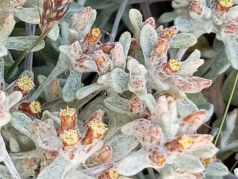 Helichrysum tinctum photo 5