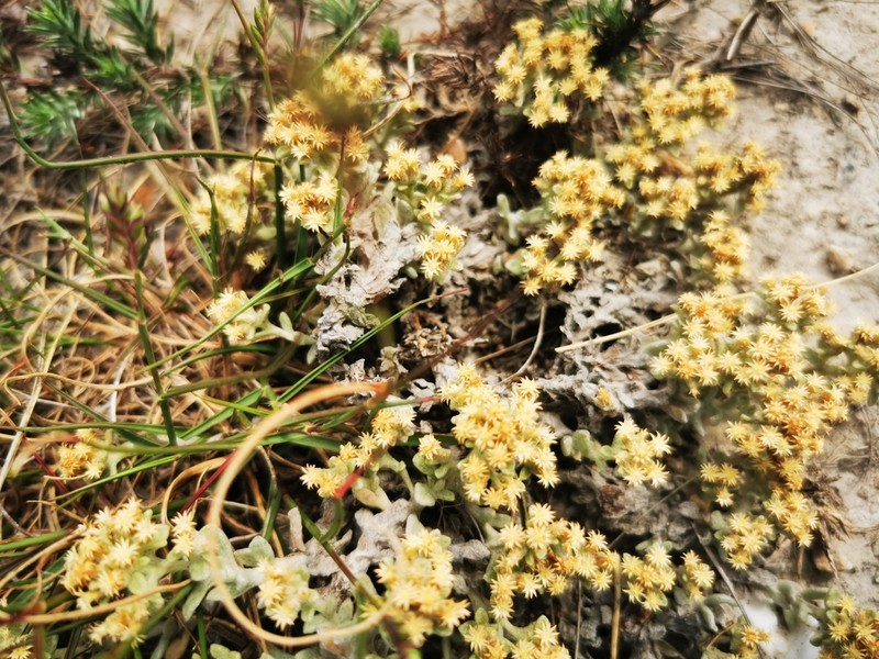 Helichrysum tinctum photo 6