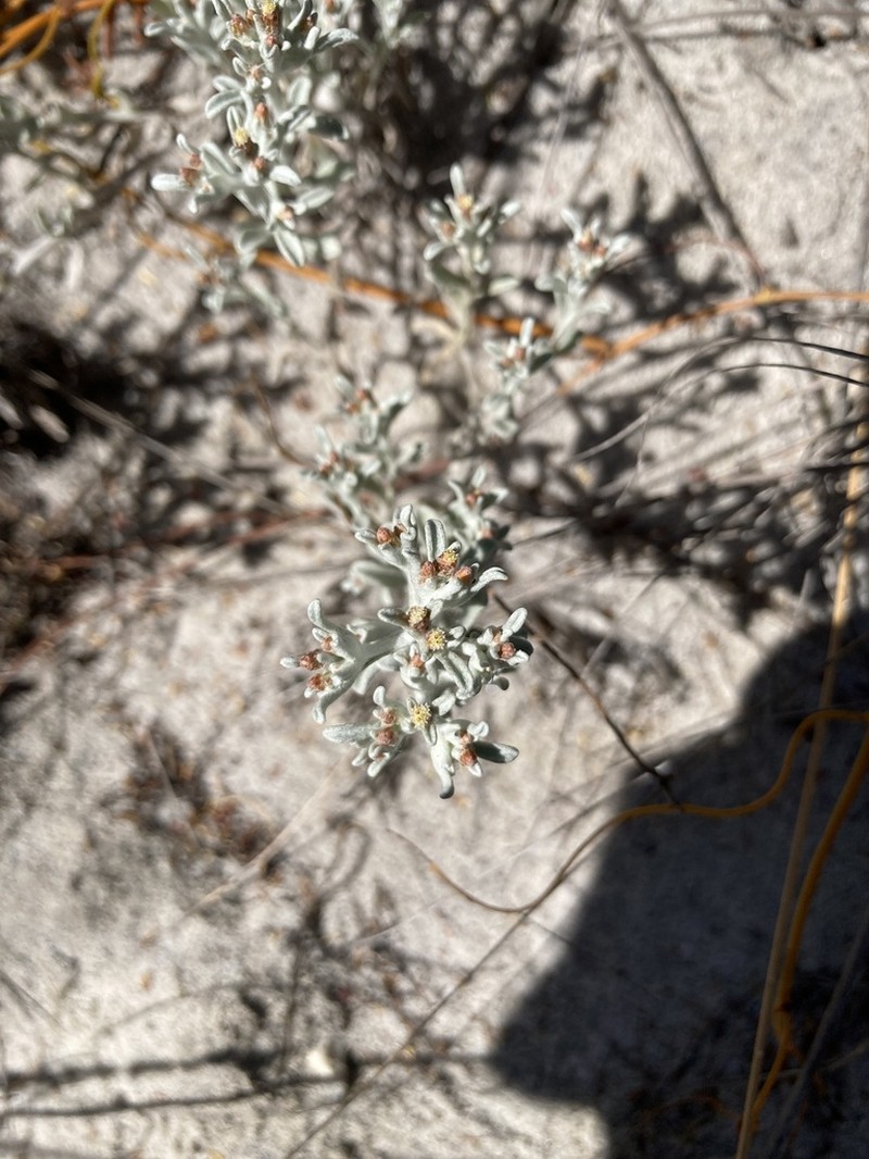 Helichrysum tinctum photo 7