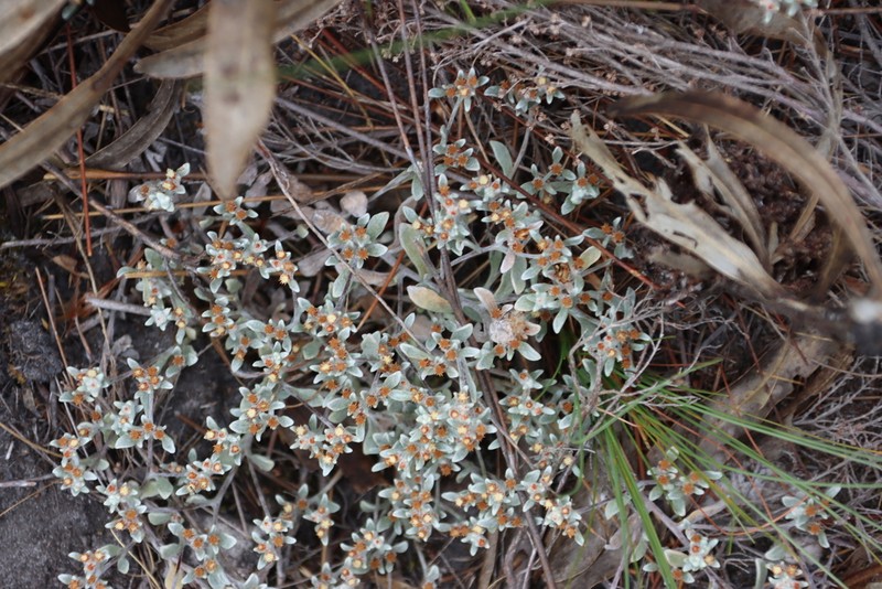Helichrysum tinctum photo 8