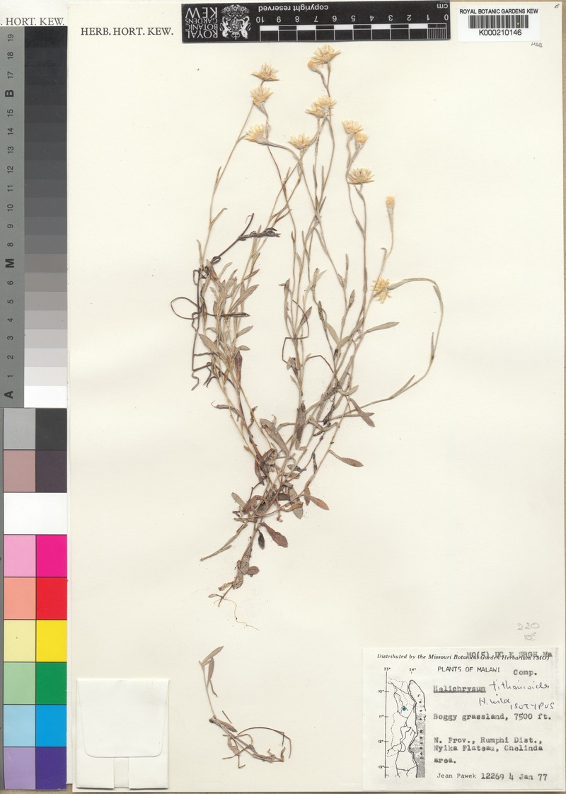 Helichrysum tithonioides
