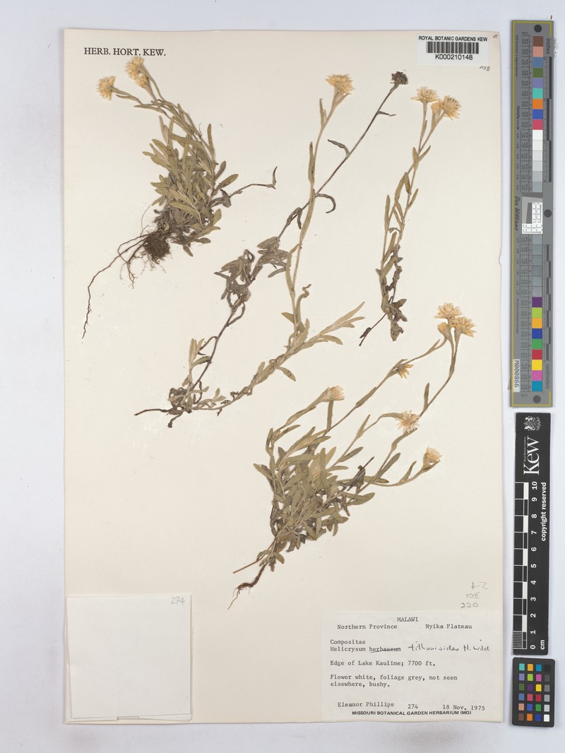 Helichrysum tithonioides photo 2