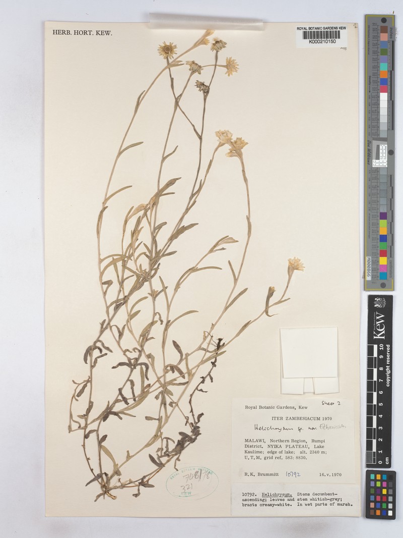 Helichrysum tithonioides photo 3