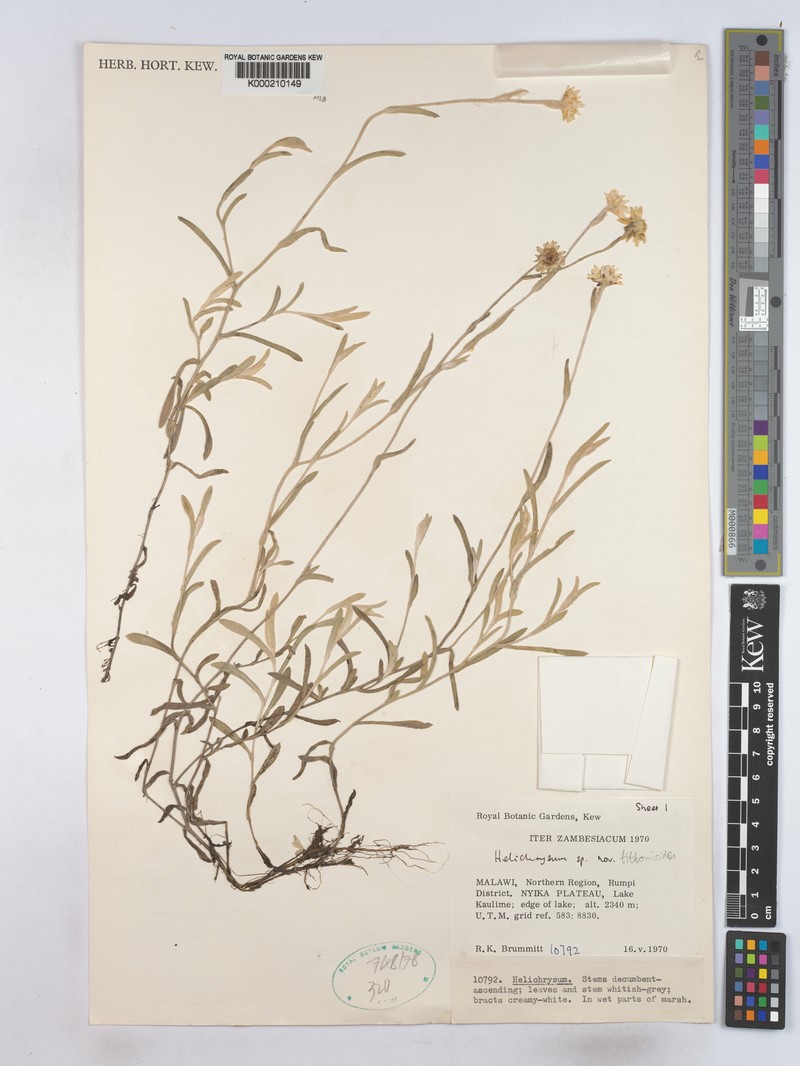 Helichrysum tithonioides photo 4