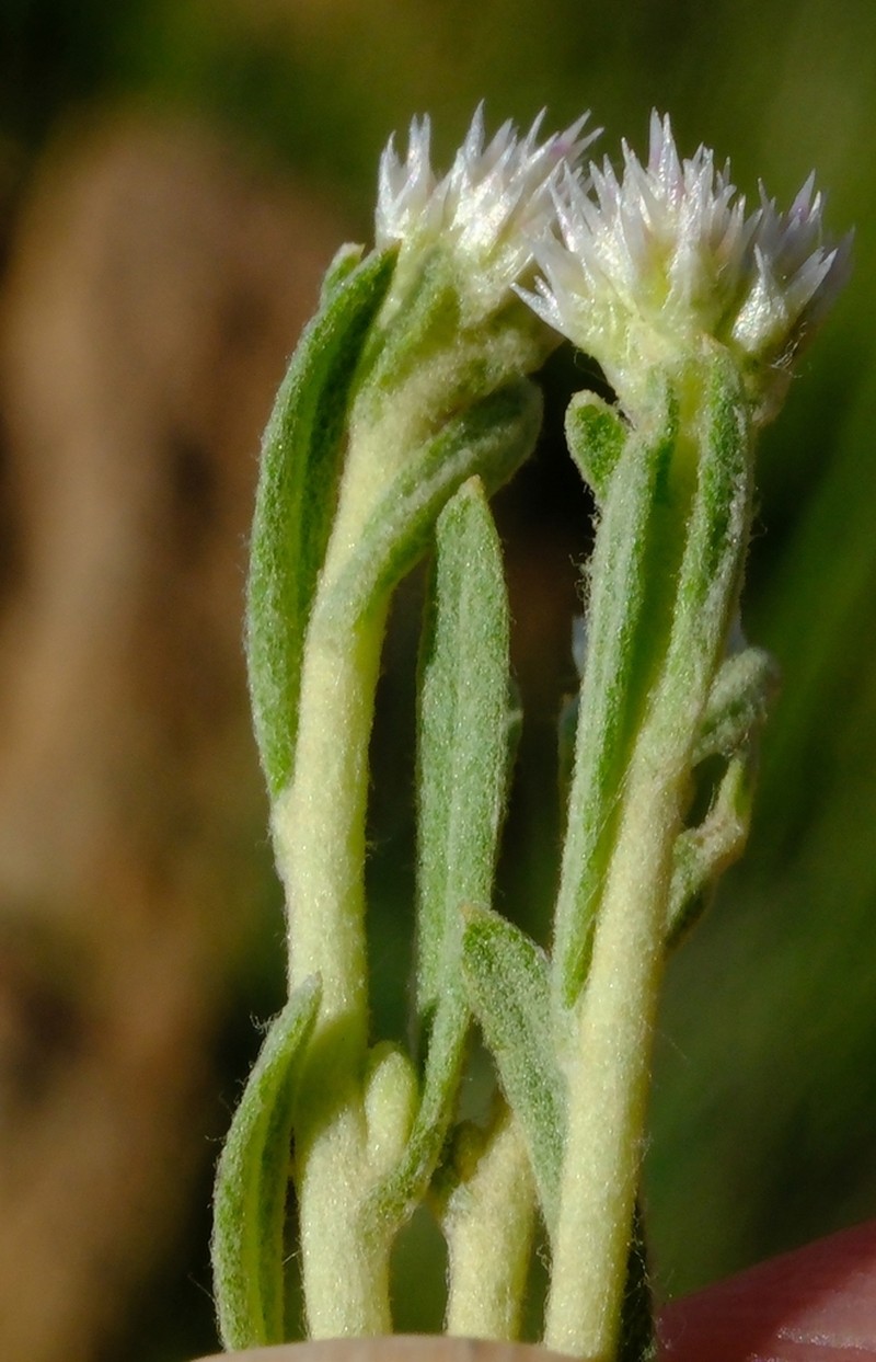 Helichrysum tomentosulum