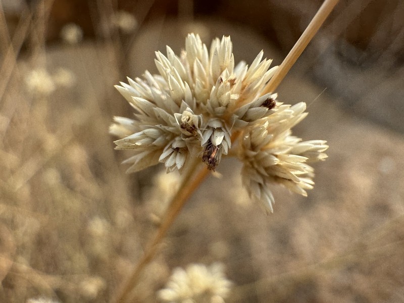 Helichrysum tomentosulum photo 2