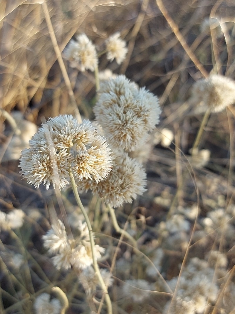 Helichrysum tomentosulum photo 5