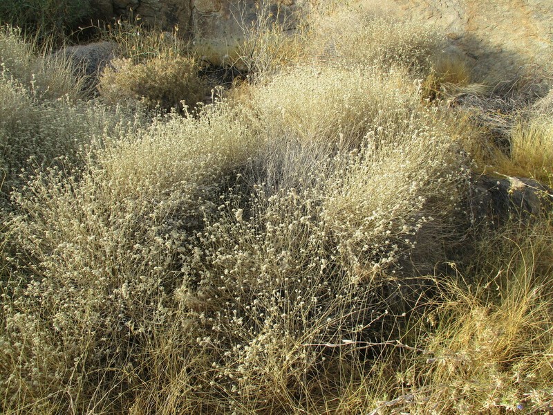 Helichrysum tomentosulum photo 6