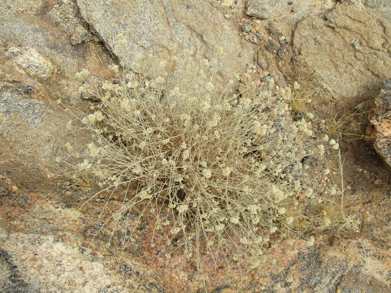 Helichrysum tomentosulum photo 7
